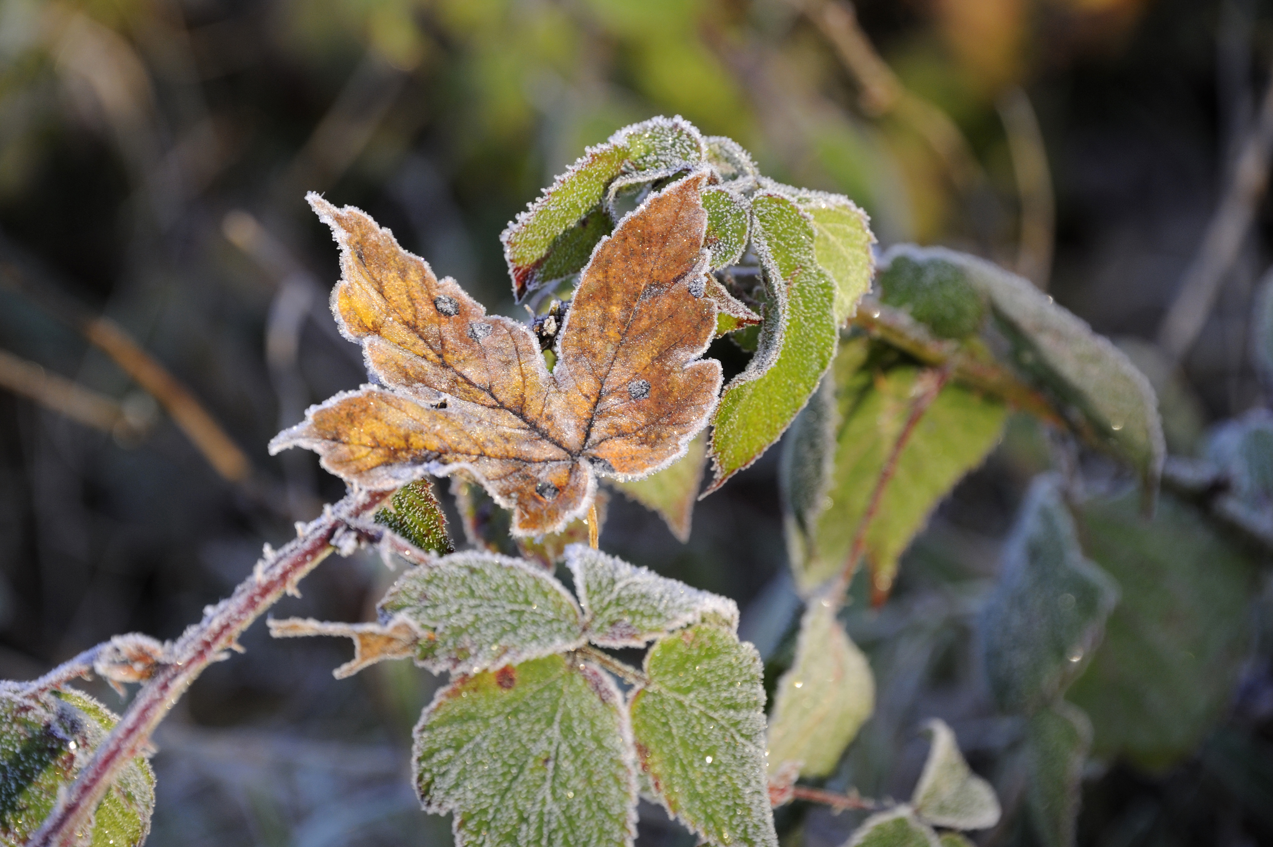 Autoumn leaves_1