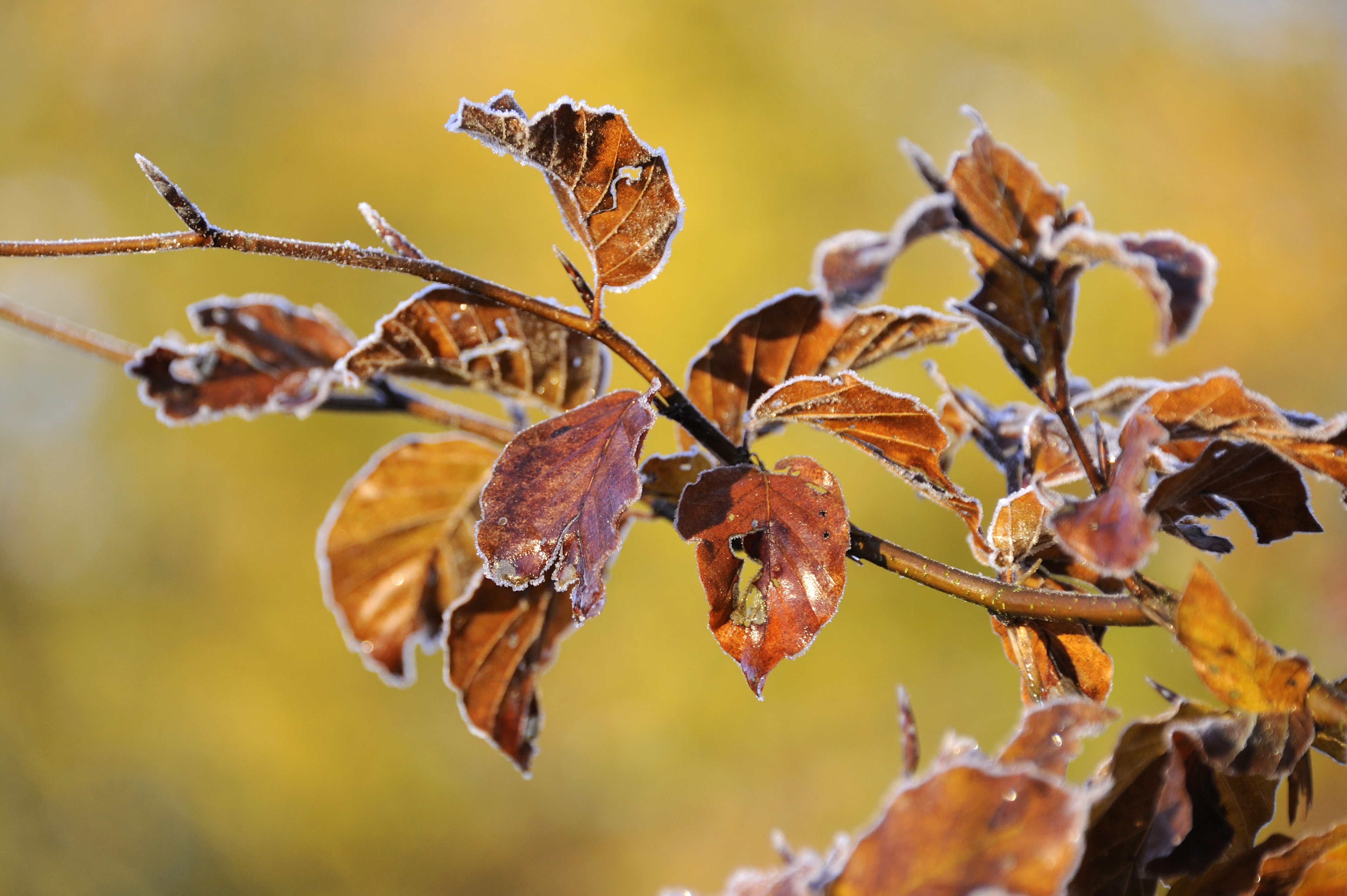 Autumn leaves_2