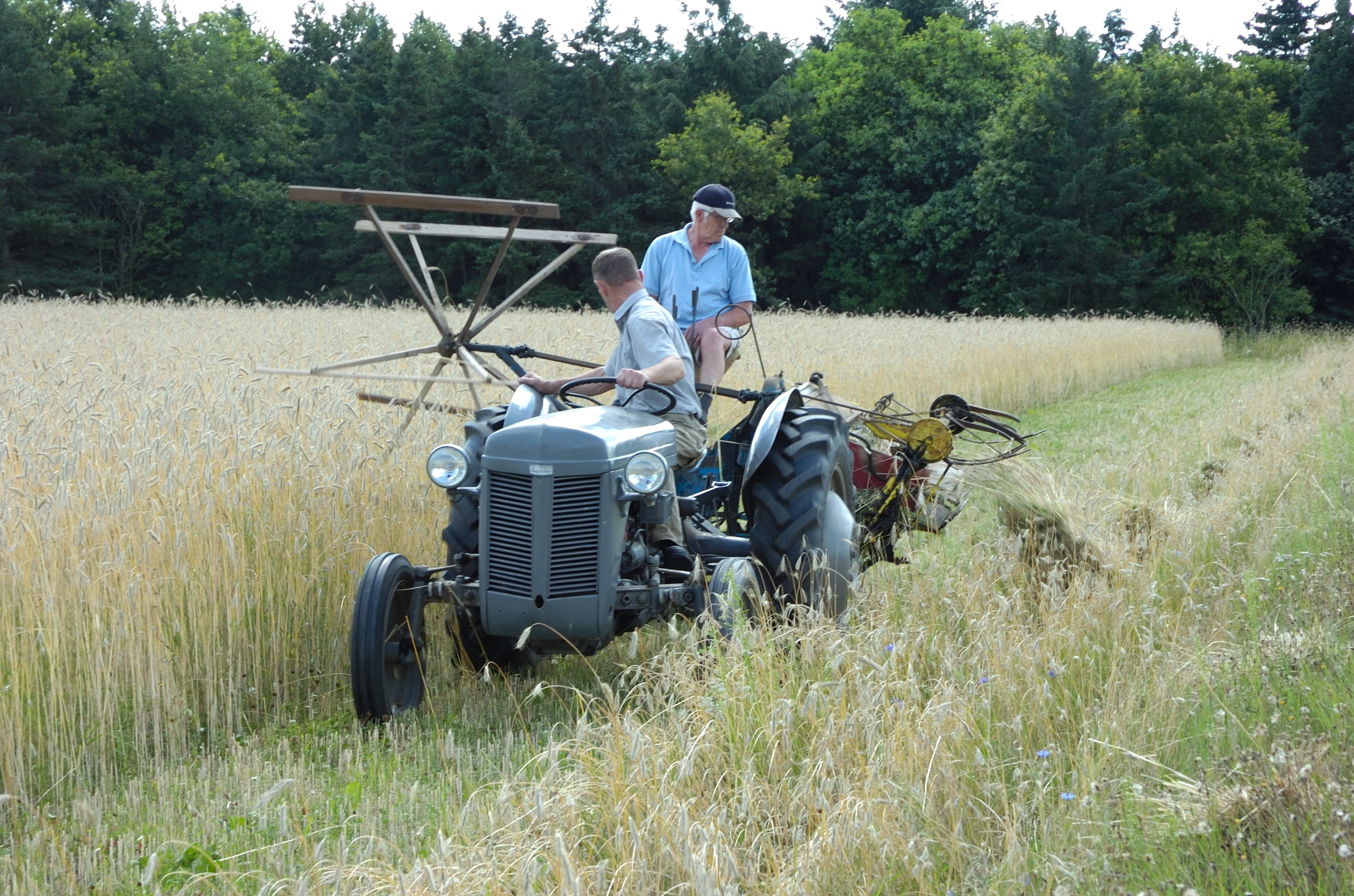 Harvest_7