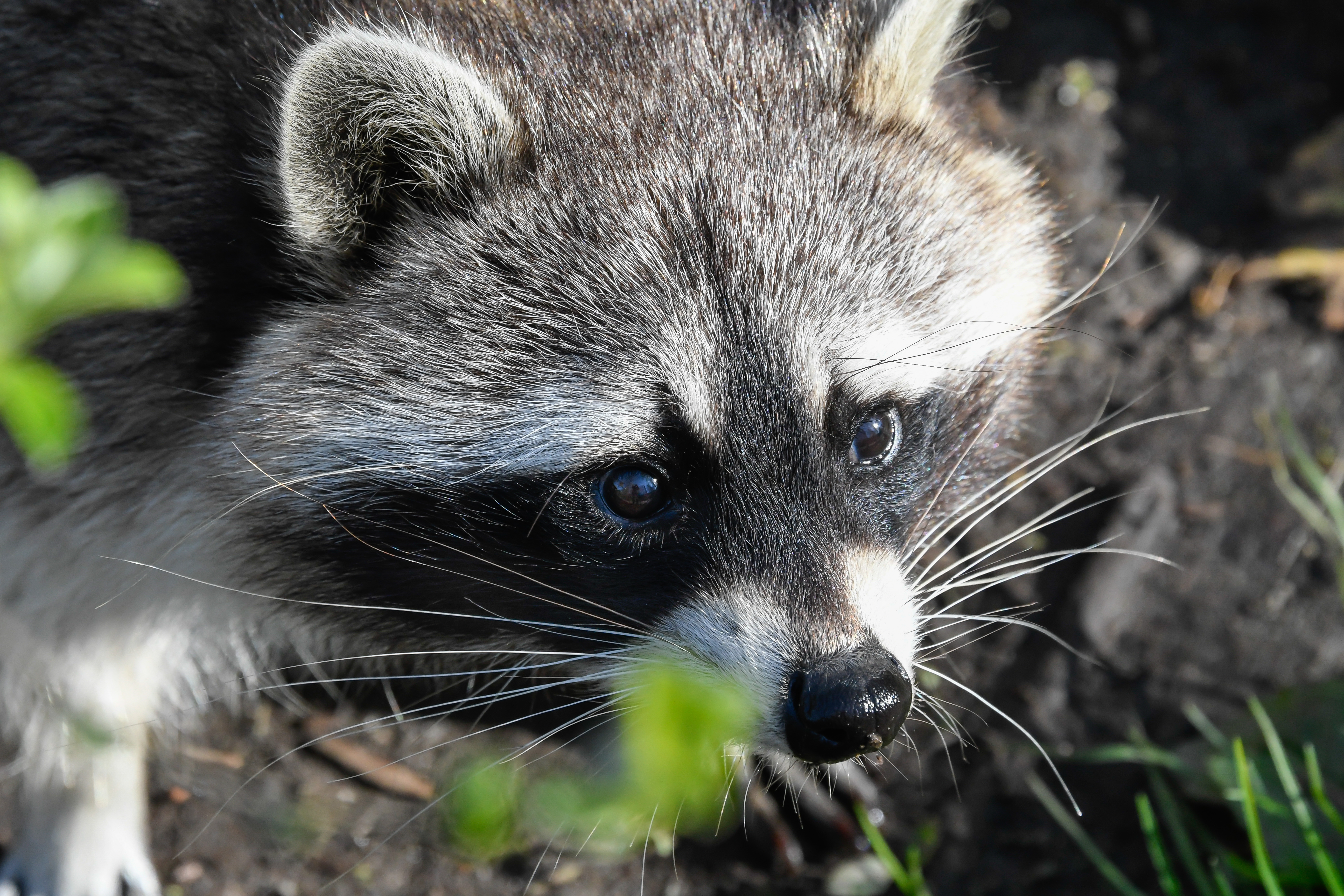 Racoon