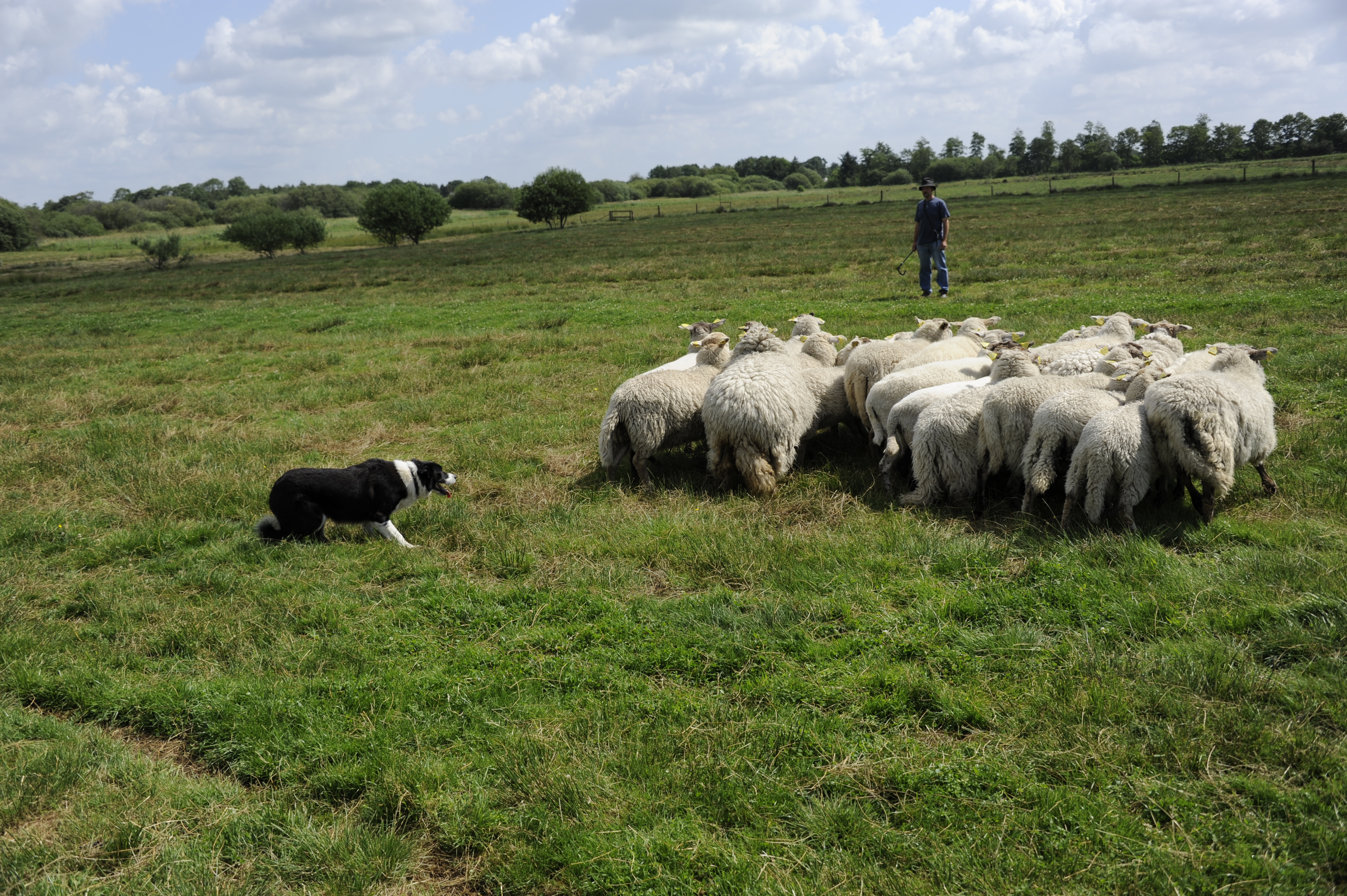Sheepdog