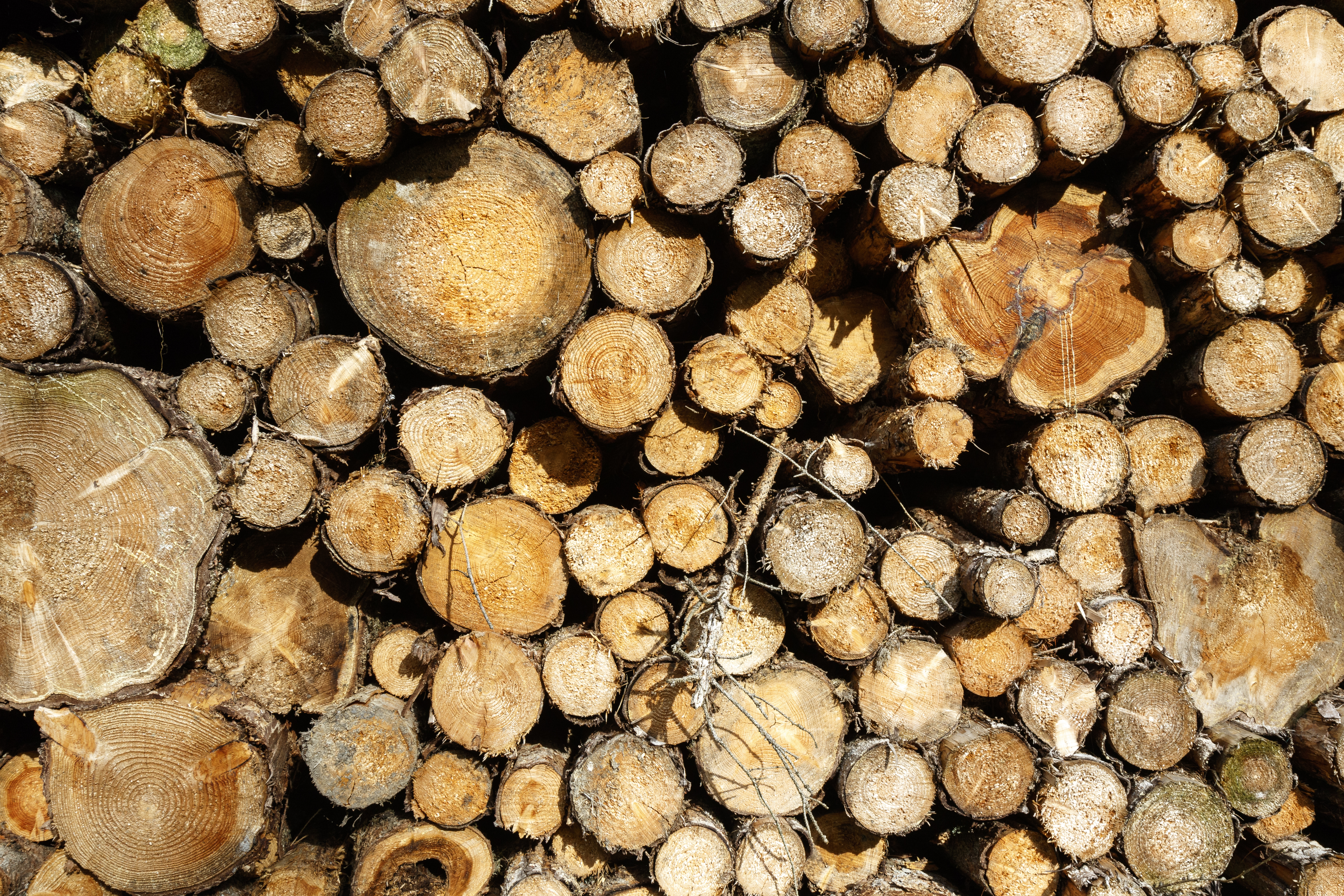 Pile of logs seen from end_2