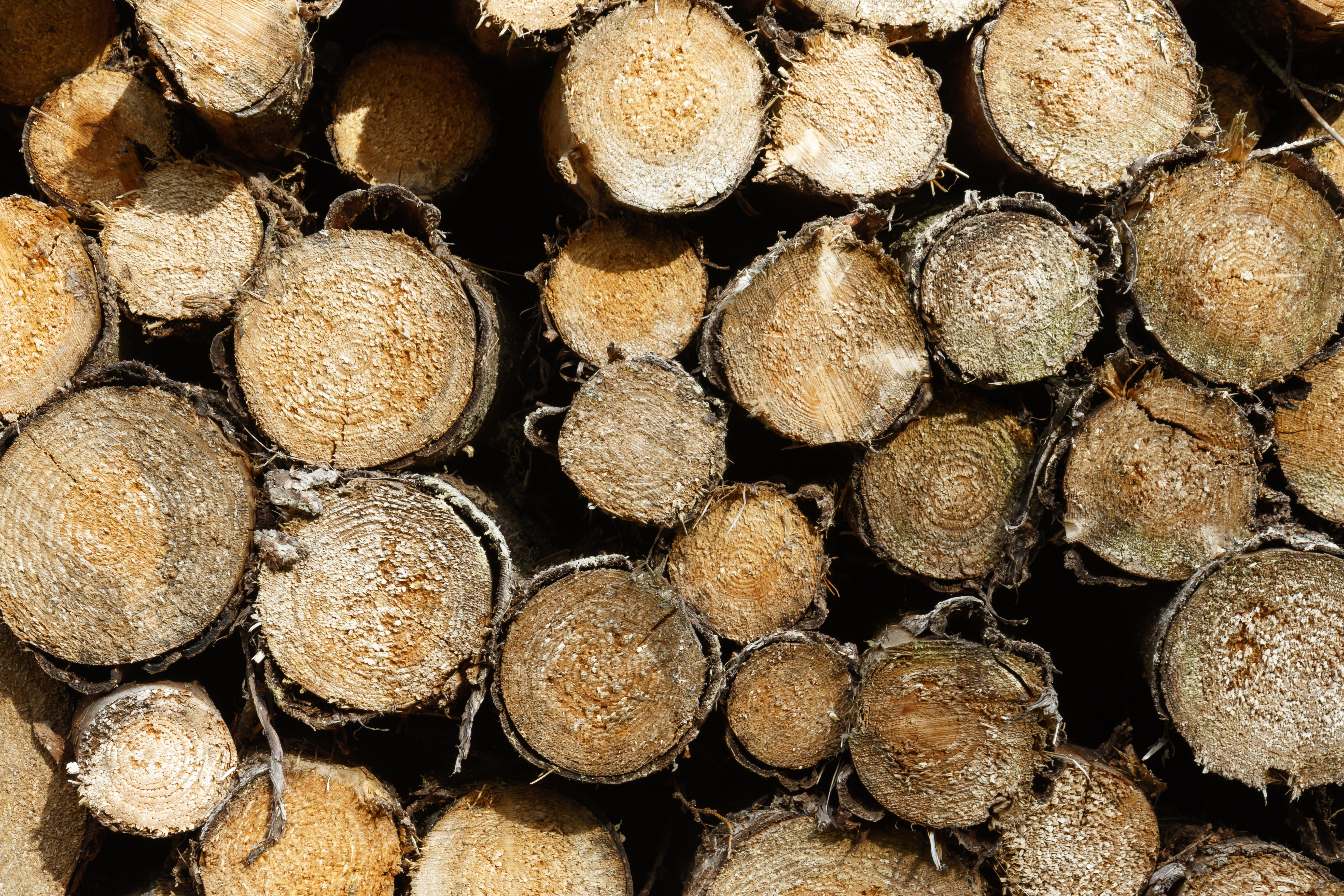 Pile of logs seen from end_1