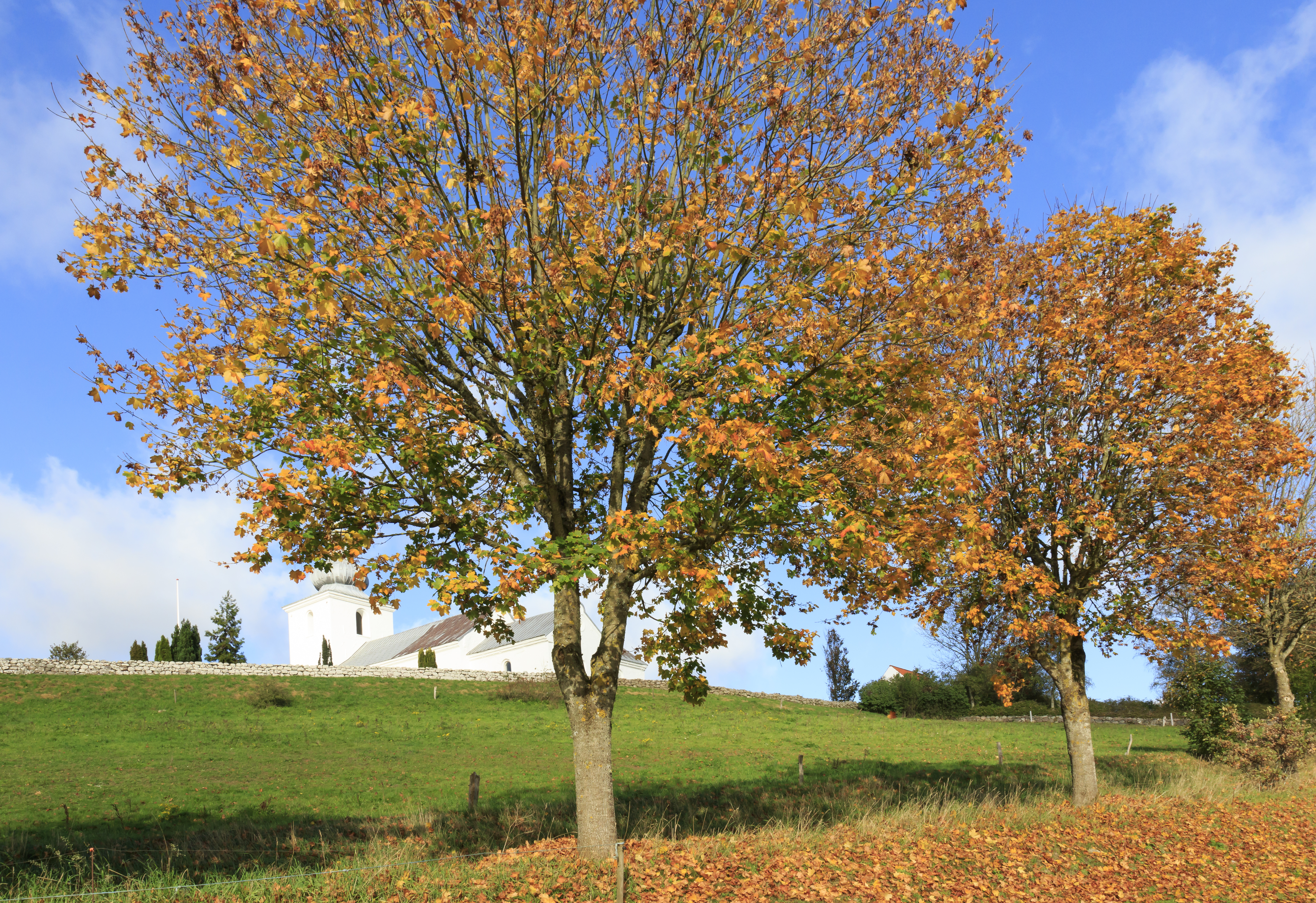 Autumn_1
