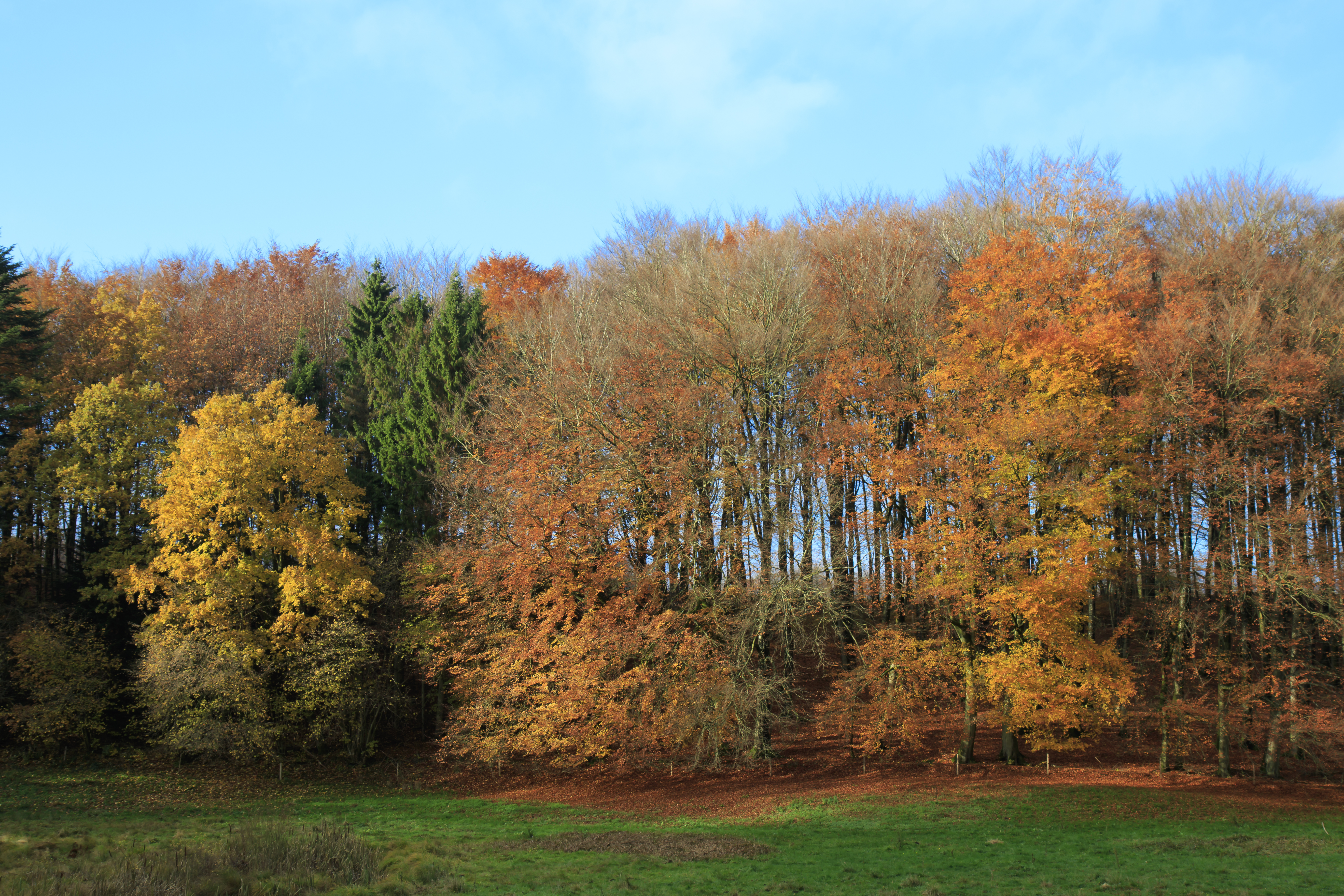 Autumn_5