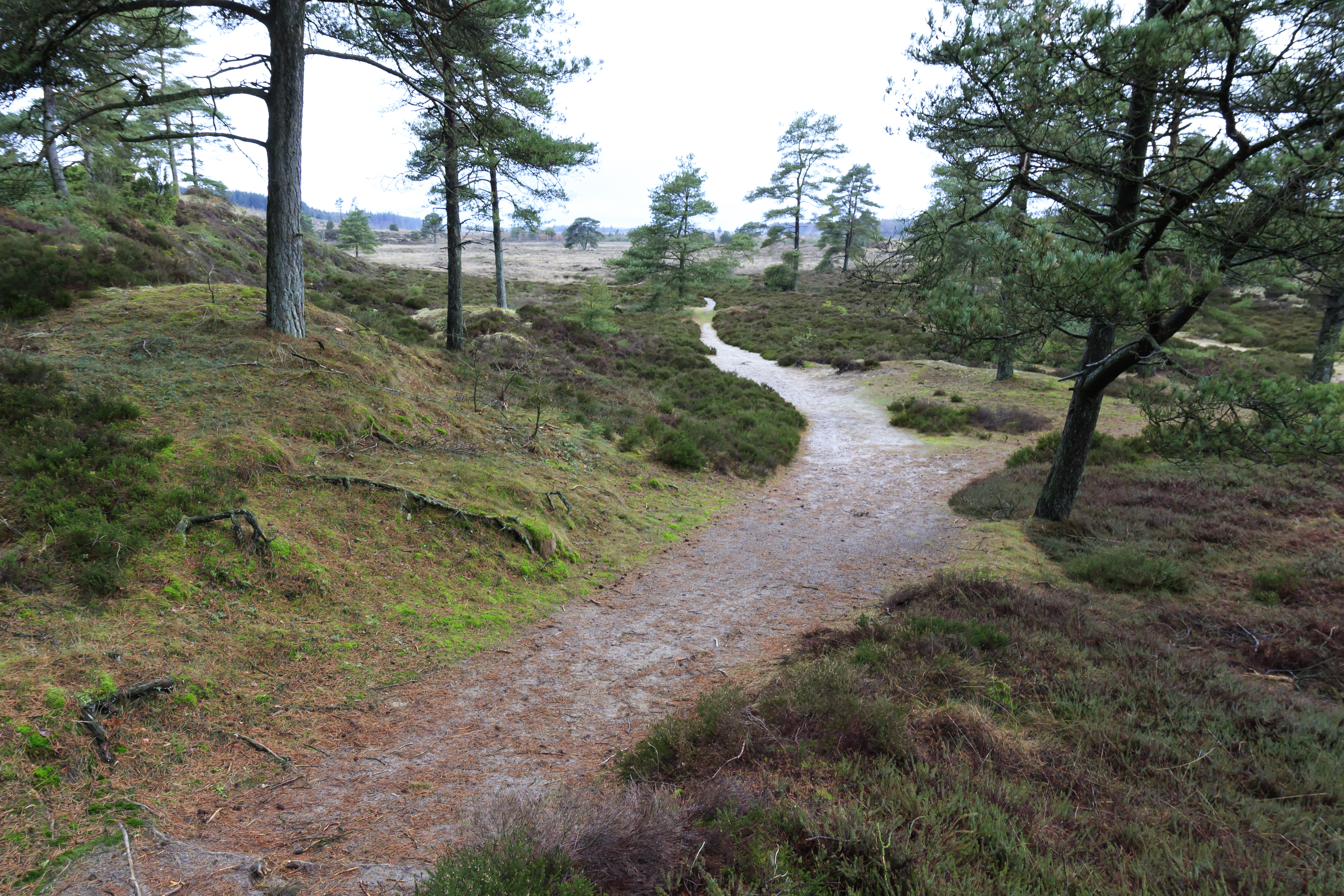 Heath landscape_2
