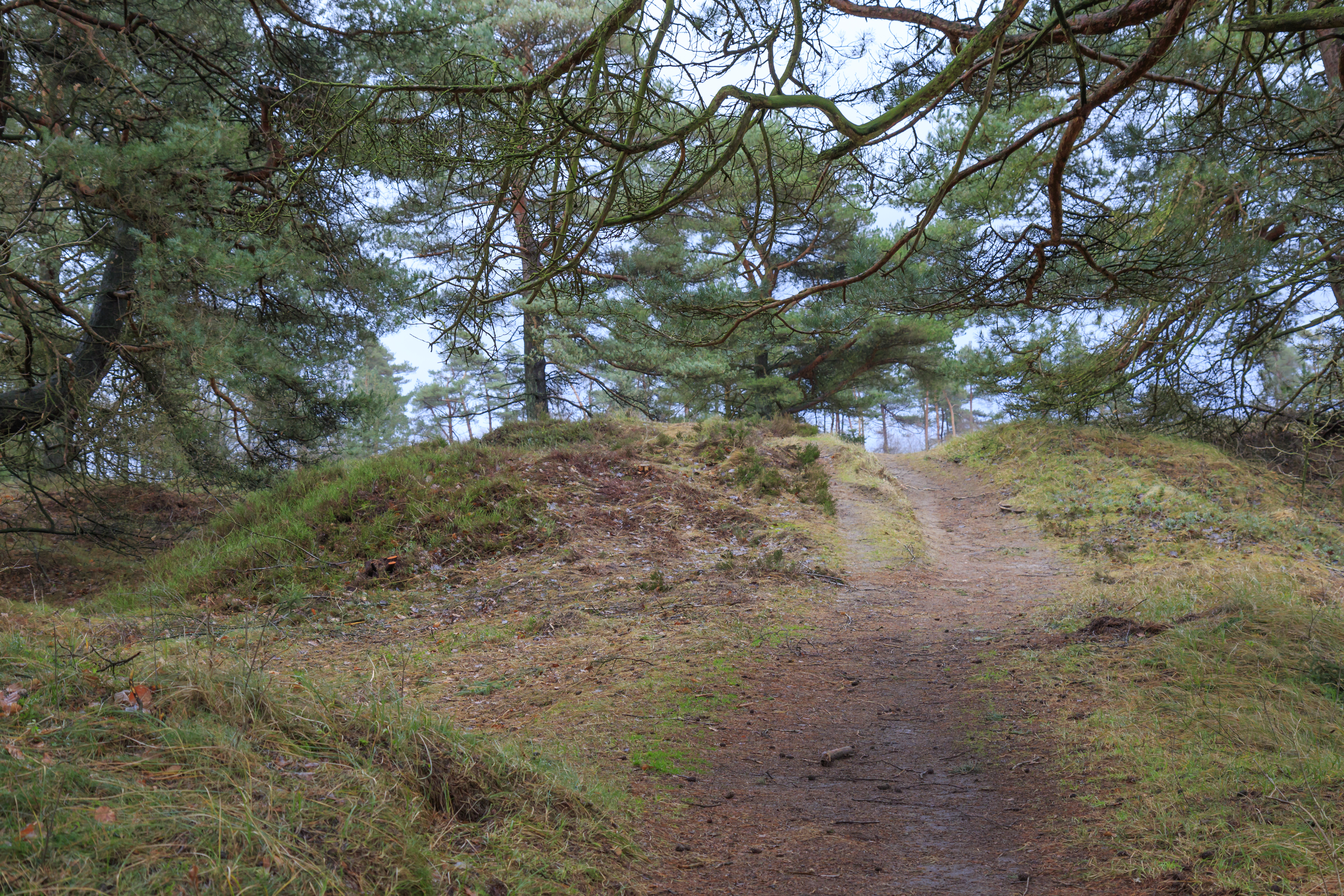 Heath landscape_3