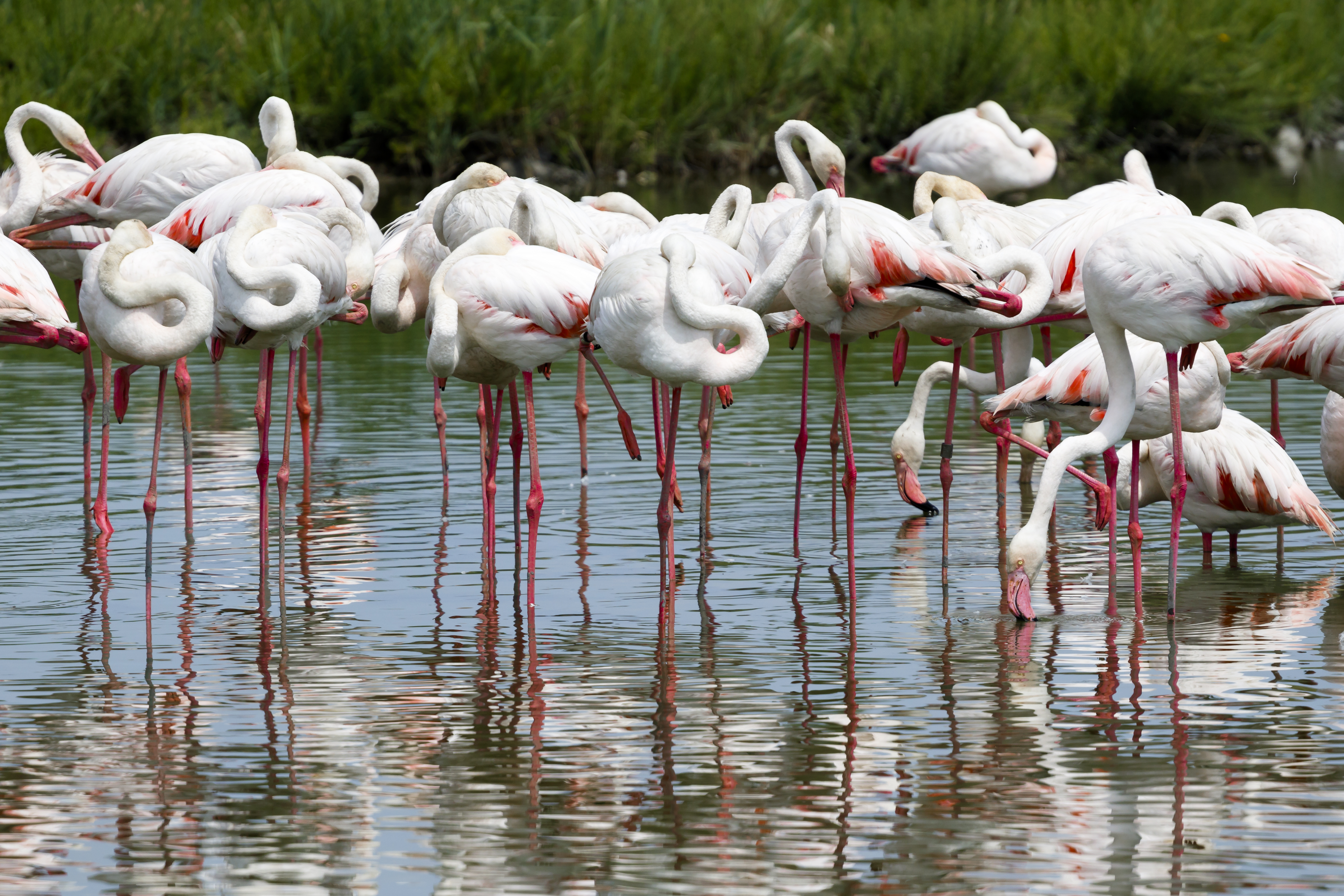 Pelicans