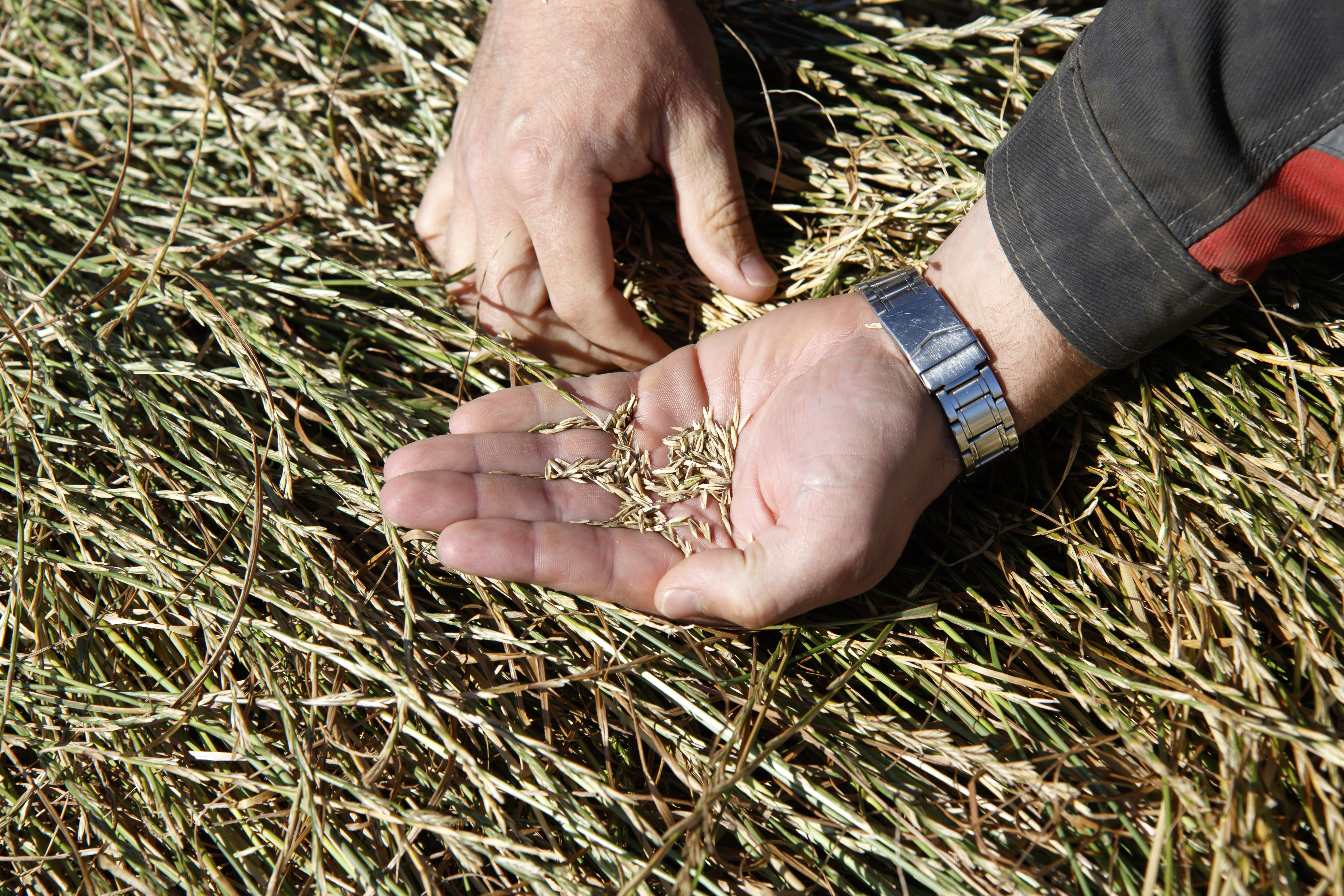 Harvest_1