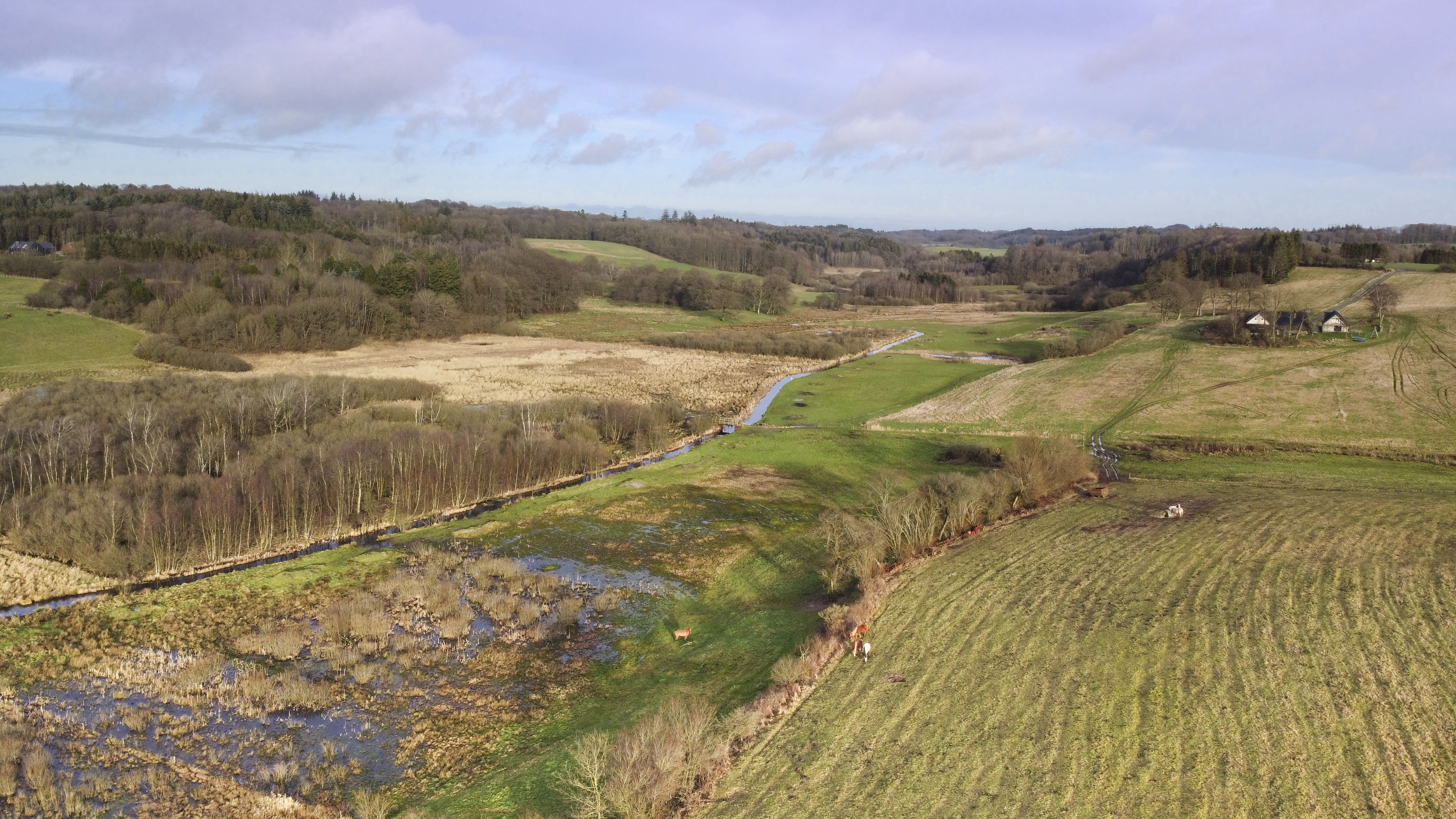 Heath landscape_1