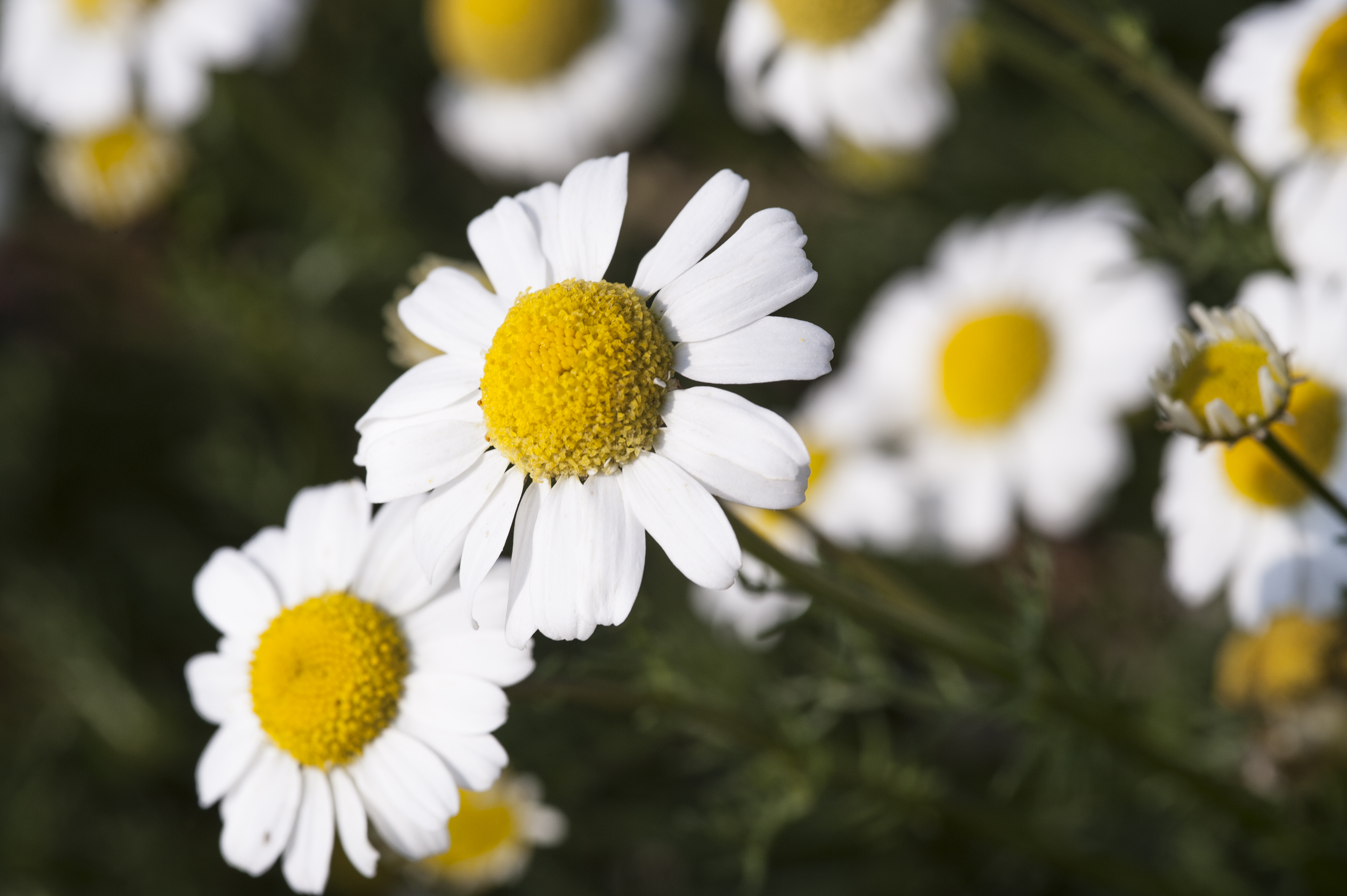 Camomile